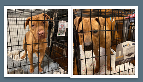 Abused pitbulls go to no-kill shelter
